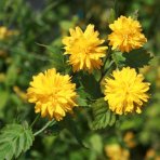 Kéria japonská (Kerria japonica) ´PLENIFLORA´ - výška 15-25 cm, kont. C2L